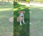 Small Photo #6 Pyrenees Husky Puppy For Sale in Blairsville, GA, USA