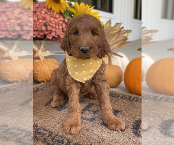 Medium Photo #10 Irish Doodle Puppy For Sale in WOOSTER, OH, USA