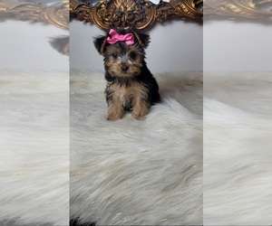 Yorkshire Terrier Puppy for sale in INDIANAPOLIS, IN, USA