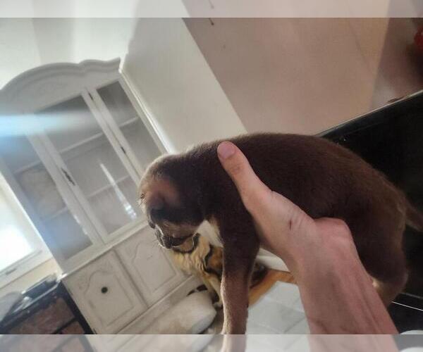 Medium Photo #2 Mutt Puppy For Sale in Calgary, Alberta, Canada