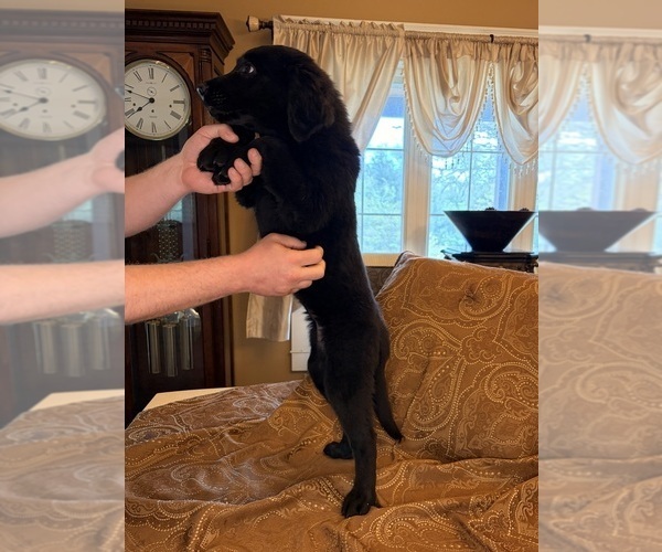 Medium Photo #5 Flat Coated Retriever Puppy For Sale in ROSE HILL, KS, USA