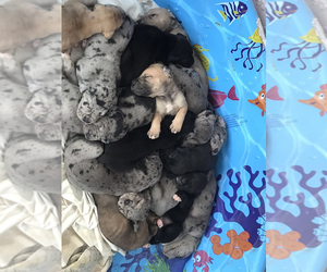 Daniff-Great Dane Mix Puppy for sale in NEW EFFINGTON, SD, USA