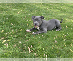 Small Photo #36 American Bully Puppy For Sale in OVERLAND, KS, USA