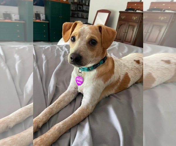 Medium Photo #1 Chihuahua-Unknown Mix Puppy For Sale in Minneapolis, MN, USA