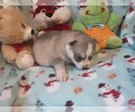 Small Photo #5 Siberian Husky Puppy For Sale in SPARTA, MO, USA