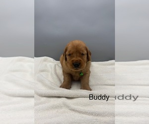 Golden Retriever Dog for Adoption in FREDERICKSBG, Ohio USA