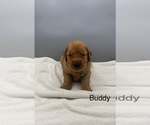 Image preview for Ad Listing. Nickname: Buddy