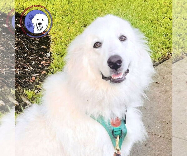Medium Photo #2 Great Pyrenees Puppy For Sale in Spring, TX, USA