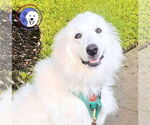 Small #1 Great Pyrenees
