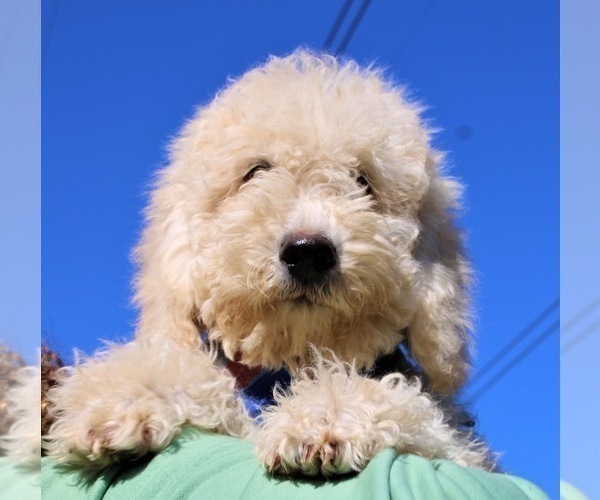 Medium Photo #4 Goldendoodle Puppy For Sale in TIMBERLAKE, NC, USA