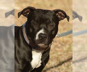 American Pit Bull Terrier-Great Dane Mix Dogs for adoption in Norman, OK, USA