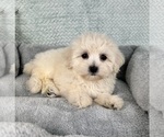 Small #1 Maltipoo