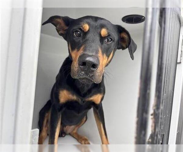 Medium Photo #1 Doberman Pinscher Puppy For Sale in Houston, TX, USA