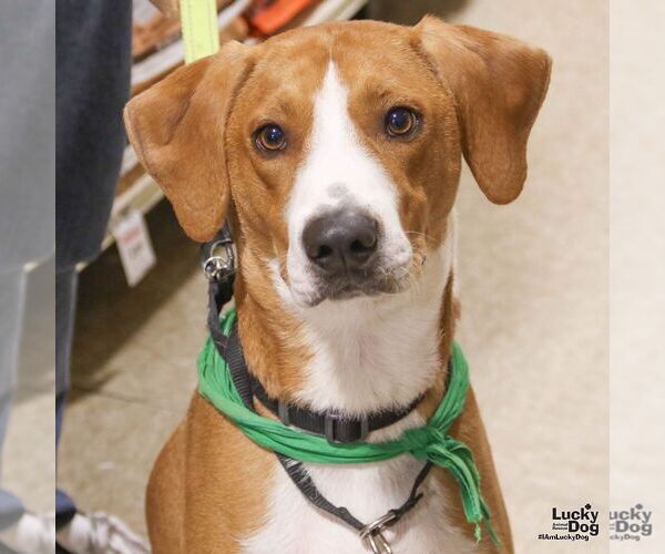 Medium Photo #3 Mutt Puppy For Sale in Washington, DC, USA