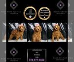 Puppy Applebloom AKC Poodle (Toy)