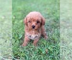 Puppy Teacup Poodle Poodle (Toy)