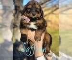 Puppy Saffron Bernedoodle