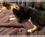 Small Photo #5 Pomsky Puppy For Sale in ASHLAND, MO, USA