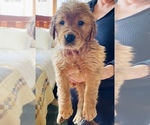 Small Photo #5 Golden Retriever Puppy For Sale in LARKFIELD, CA, USA