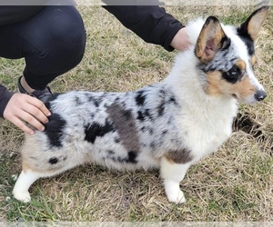 Mother of the Cardigan Welsh Corgi puppies born on 05/01/2023
