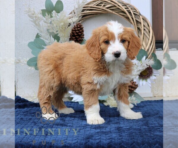 Medium Photo #3 Goldendoodle (Miniature) Puppy For Sale in NARVON, PA, USA