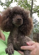 Mother of the Poodle (Toy) puppies born on 09/21/2018