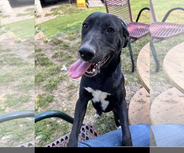 Medium Photo #1 Staffordshire Bull Terrier-Unknown Mix Puppy For Sale in Tracy City, TN, USA