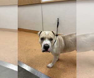 Mutt Dogs for adoption in Martinez, CA, USA
