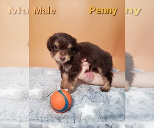 Aussiedoodle Miniature  Puppy for sale in HENDERSON, NV, USA