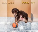 Image preview for Ad Listing. Nickname: Penny