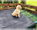 Small #2 Goldendoodle