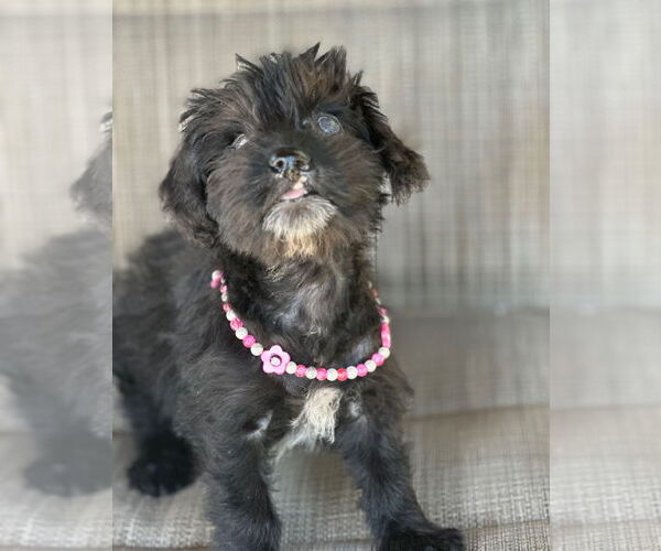 Medium Photo #2 Dachshund-Unknown Mix Puppy For Sale in Weston, FL, USA