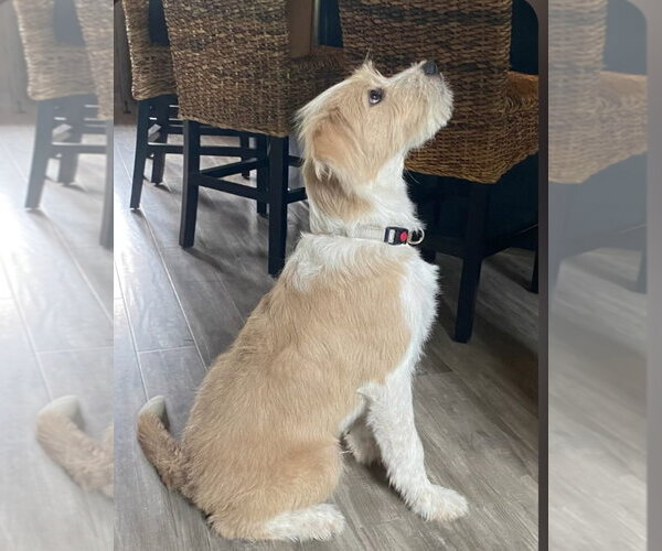 Medium Photo #3 Labrador Retriever-Wheaten Terrier Mix Puppy For Sale in Blairsville, GA, USA