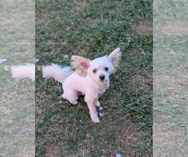 Medium Photo #2 Mutt Puppy For Sale in Oakhurst, NJ, USA