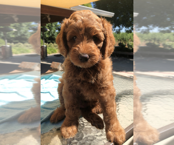 Medium Photo #6 Labradoodle Puppy For Sale in CHICO, CA, USA