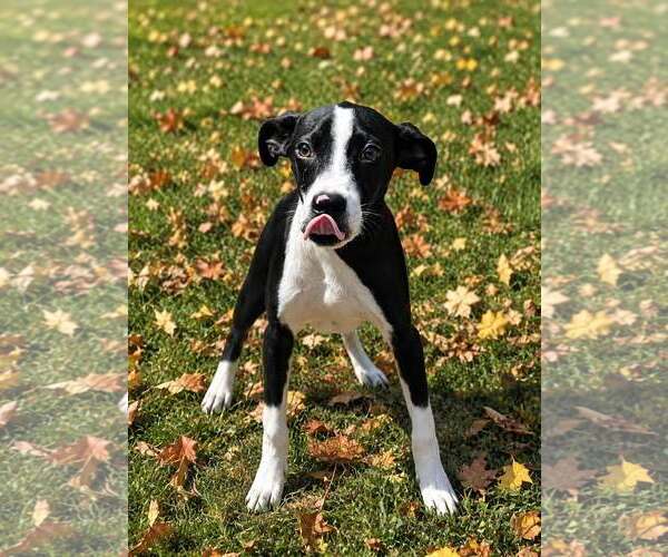 Medium Photo #3 Mutt Puppy For Sale in Talladega, AL, USA