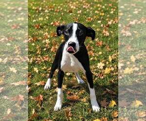 Pax 26/660 - Male Mutt Dog for Adoption - Photo #3