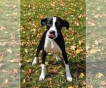 Small Photo #3 Mutt Puppy For Sale in Talladega, AL, USA