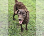 Small #1 Labrador Retriever