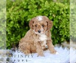 Small #1 Cavapoo