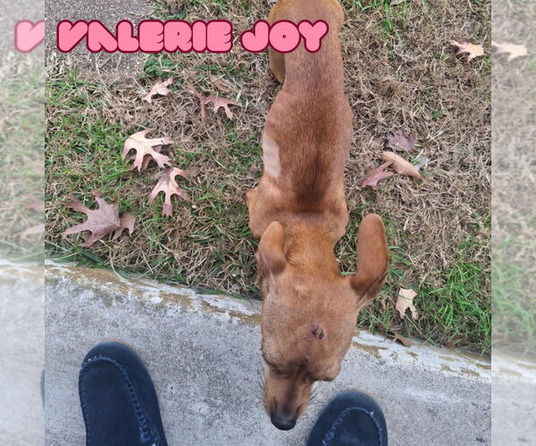 Medium Photo #18 Chiweenie Puppy For Sale in San Antonio, TX, USA