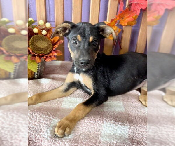 Medium Photo #2 Feist Terrier-Unknown Mix Puppy For Sale in Genesee, WI, USA