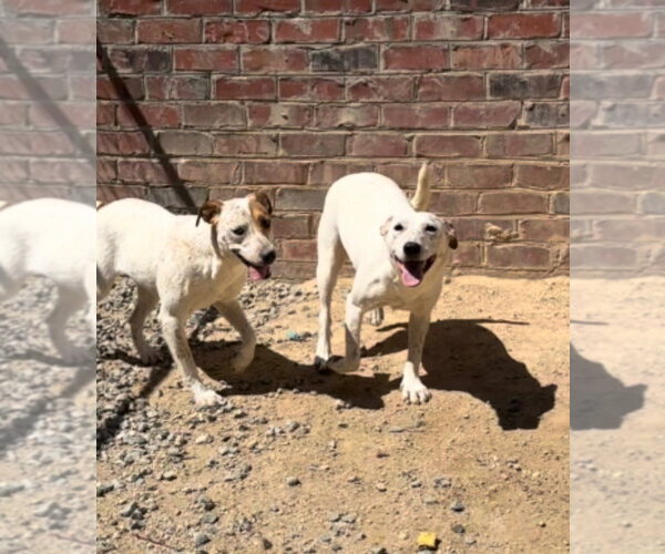 Medium Photo #2 Mutt Puppy For Sale in Thomasville, NC, USA