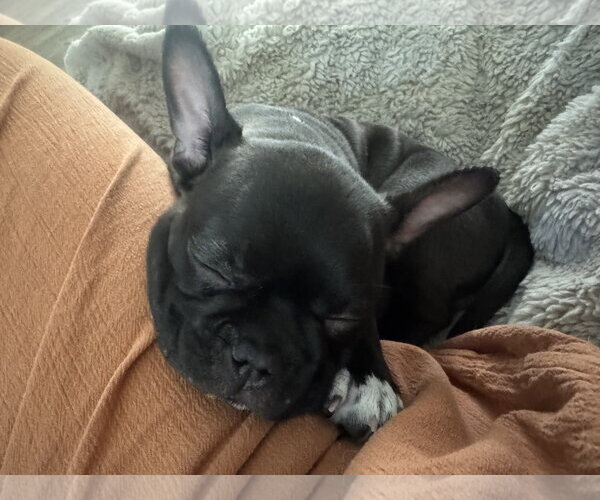 Medium Photo #8 Faux Frenchbo Bulldog Puppy For Sale in Corona, CA, USA