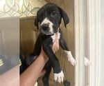 Puppy Puppy 7 teal Great Dane