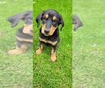 Small #3 Bernese Mountain Dog-Doberman Pinscher Mix