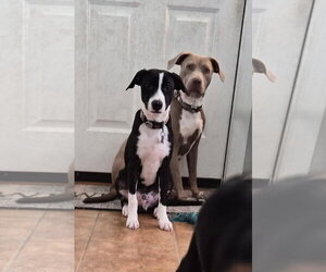 Border Collie-Unknown Mix Dogs for adoption in Holly Springs, NC, USA
