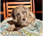 Lilly - Female Labradoodle Puppy for Sale - Photo #9