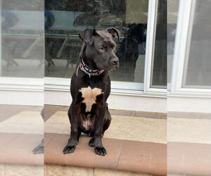 Labrador Retriever-Unknown Mix Dogs for adoption in New York, NY, USA