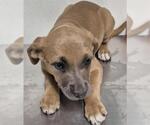 Small Labrador Retriever Mix